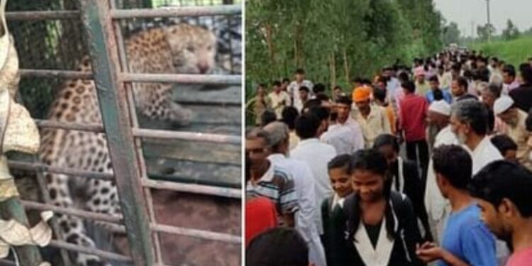 शिकार के लालच में आखिर पिंजरे में फंस ही गया गुलदार