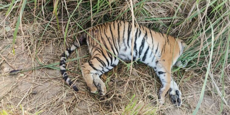 तराई पश्चिम वन प्रभाग में मादा बाघ का शव बरामद