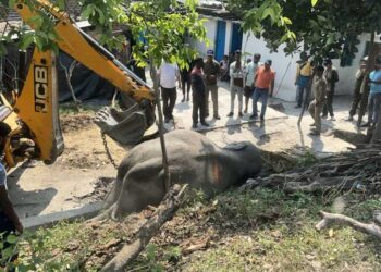 ट्रेन की चपेट में आकर हाथी की मौत