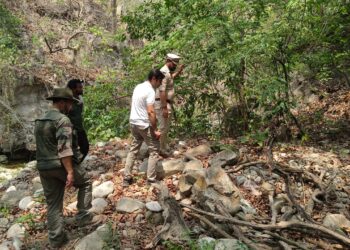 कार्बेट टाइगर रिजर्व में दो बाघ शावकों के शव मिले, नर बाघ द्वारा मारने की आशंका 