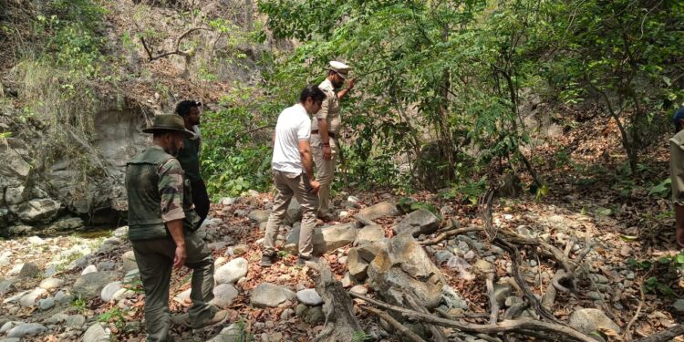 कार्बेट टाइगर रिजर्व में दो बाघ शावकों के शव मिले, नर बाघ द्वारा मारने की आशंका 