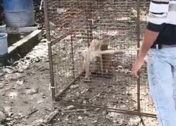 बंदरों का आतंक बना चुनौती, नगर निगम ने पकड़ अभियान शुरू किया 