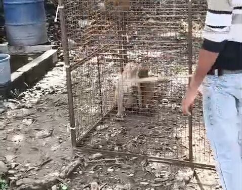 बंदरों का आतंक बना चुनौती, नगर निगम ने पकड़ अभियान शुरू किया 