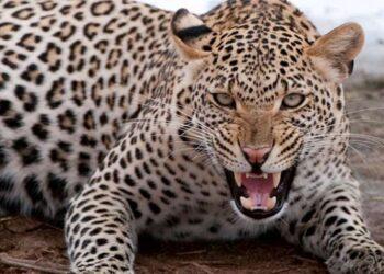 लालकुआं में सड़क हादसे का शिकार हुआ तेंदुआ, वाहन की टक्कर से मौत