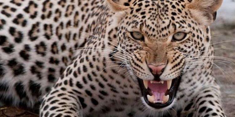 लालकुआं में सड़क हादसे का शिकार हुआ तेंदुआ, वाहन की टक्कर से मौत