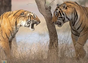 दो बाघों की रहस्यमयी मौत से सनसनी, टेरिटरी की जंग में गई दोनों की जान!